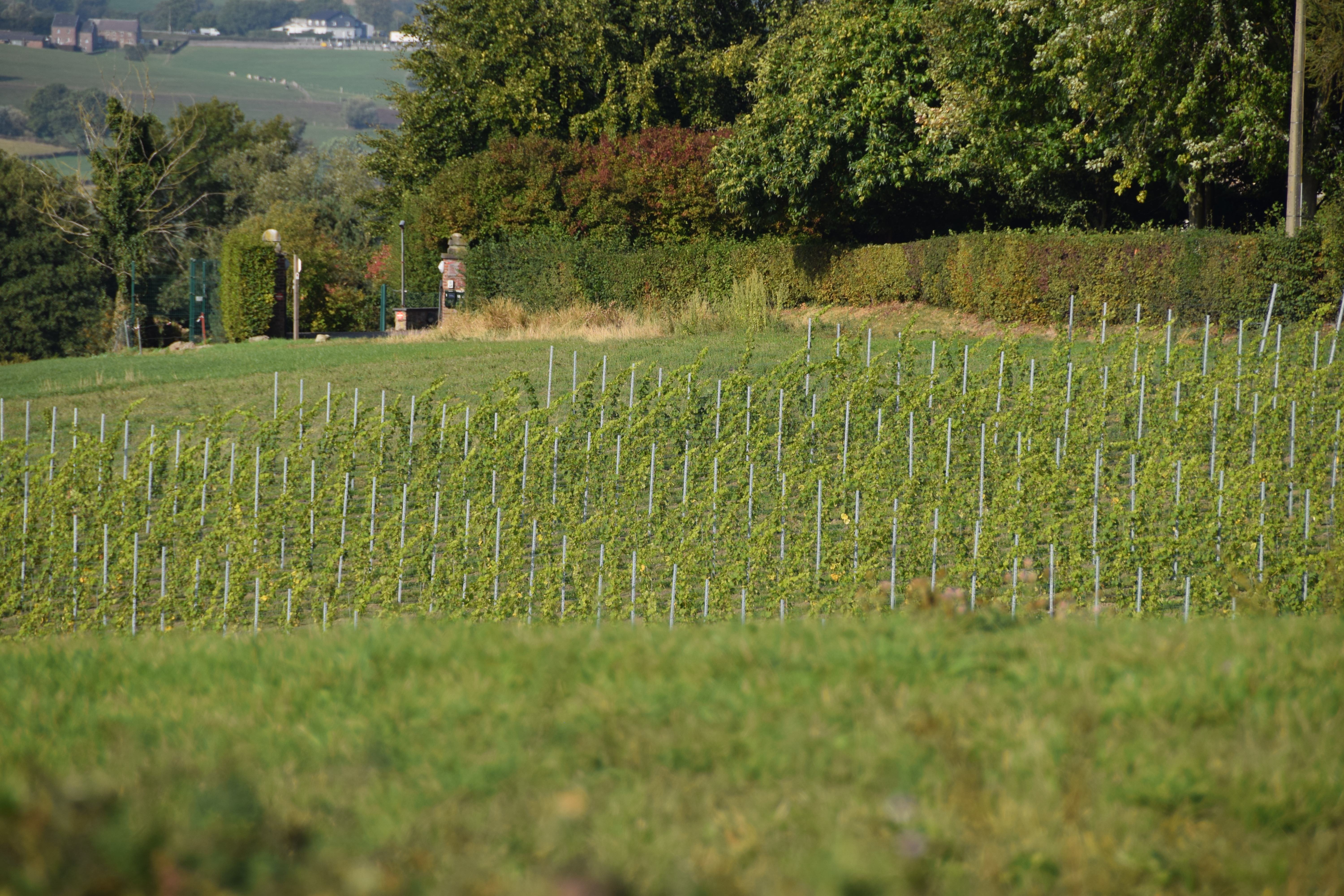 Mehrfamilienhaus Thimister Clermont - Weinreben - Danphil-Construction Contractor